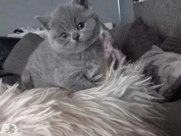 Gatti British Shorthair | Foto 1