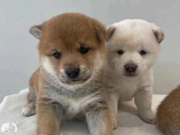 SHIBA INU cuccioli