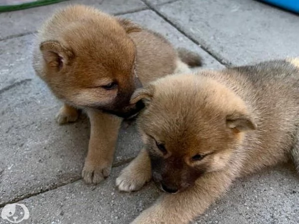 SHIBA INU cuccioli | Foto 1