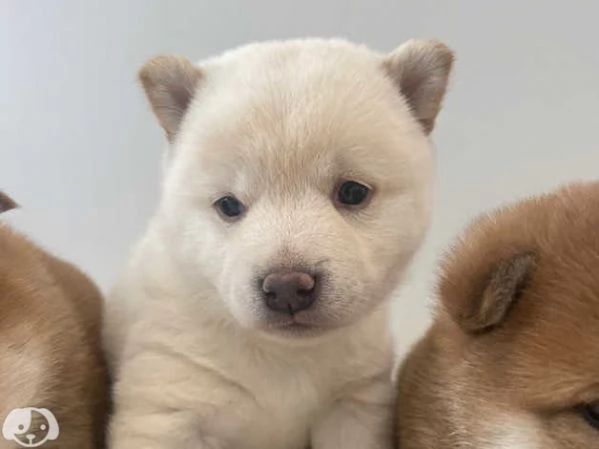 SHIBA INU cuccioli | Foto 0