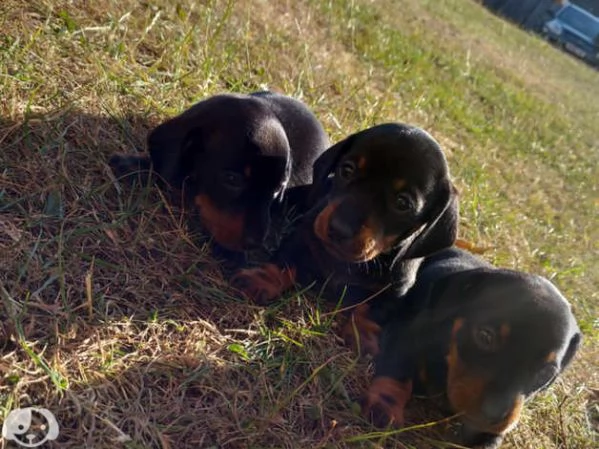 Splendidi cuccioli di bassotto | Foto 0