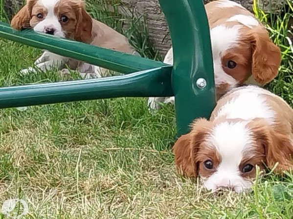 Cavalier King Charles | Foto 3