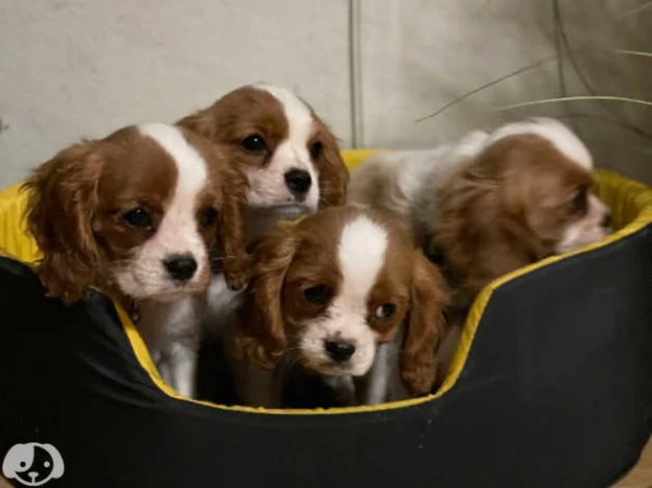 Cavalier King Charles | Foto 2