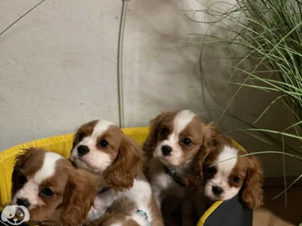 Cavalier King Charles | Foto 1