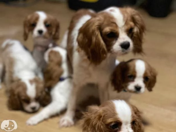 Cavalier King Charles | Foto 0