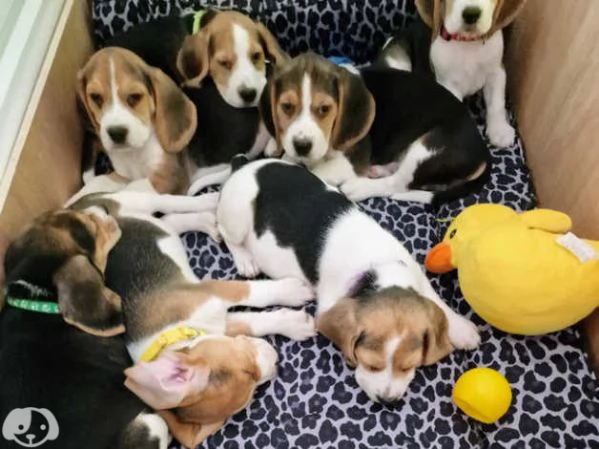 cuccioli di beagle