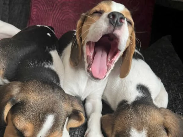 cuccioli di beagle | Foto 4