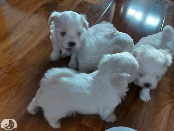  Maltese toy cuccioli