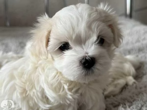  Maltese toy cuccioli | Foto 4