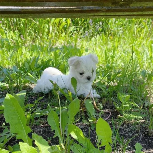 Maltese toy cuccioli | Foto 3