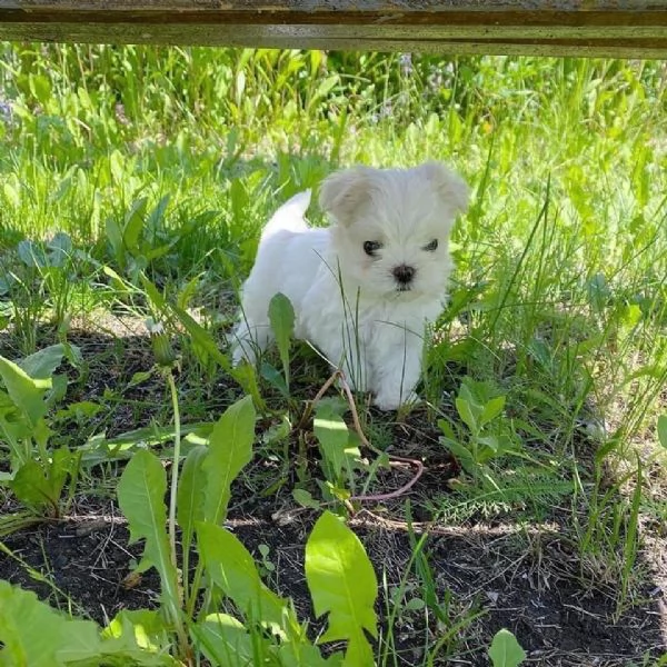 Maltese toy cuccioli | Foto 2