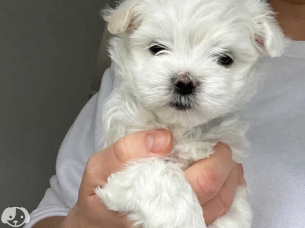 Maltese taglia toy con pedigree | Foto 3