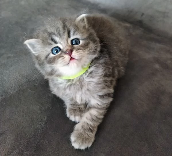 Cuccioli di Gatto Siberiano Ipoallergenico  | Foto 4