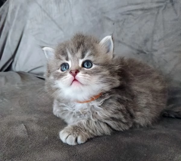 Cuccioli di Gatto Siberiano Ipoallergenico  | Foto 3