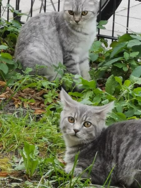 3 teneri gatti BKH British Shorthair  pronti per la raccolta | Foto 4