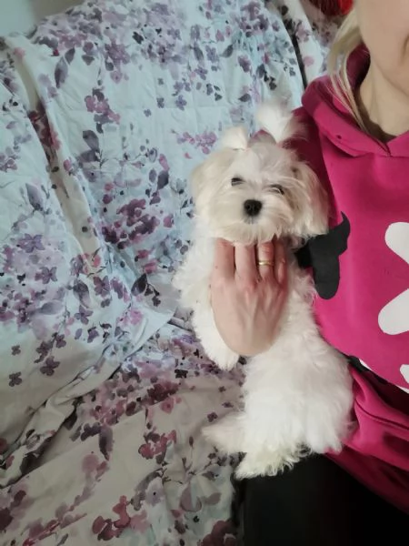 Cuccioli  Maltese  | Foto 5