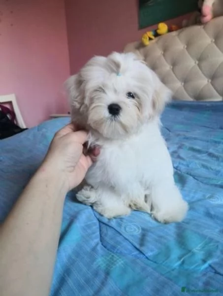 Cuccioli  Maltese  | Foto 2