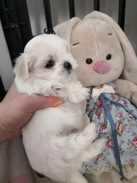 Cuccioli  Maltese 