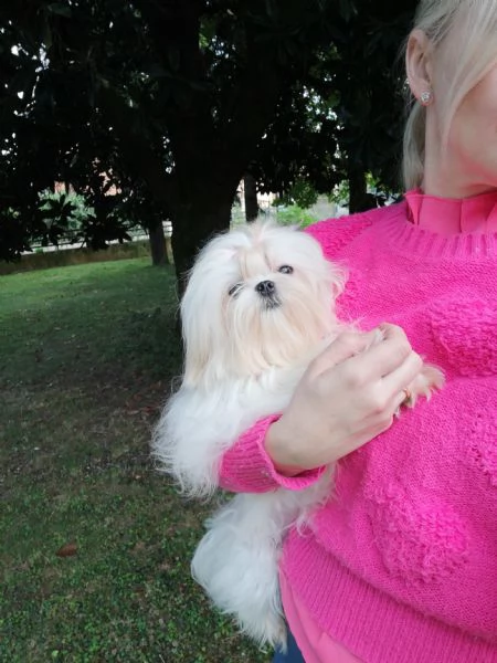 Cuccioli  Maltese  | Foto 0