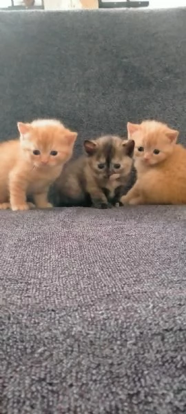 Cuccioli di British Shorthair Allevamento London Eyes pedigree agi wcf | Foto 2