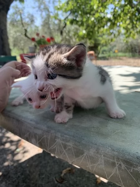 regalo gattini da adottare  il 1 settembre  | Foto 4