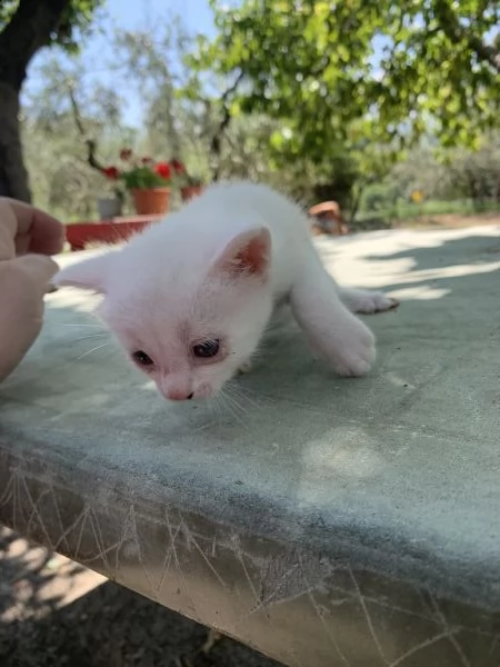 regalo gattini da adottare  il 1 settembre  | Foto 0
