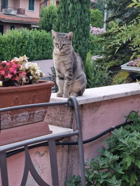 FRANCESCA MAMMA GATTA  CERCA CASA | Foto 0