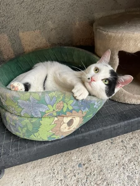 JIGEN bellissimo gattone occhi verdi cerca casa