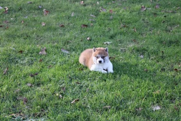 cuccioli di shiba inu maschi e femmine | Foto 2