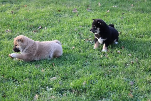 cuccioli di shiba inu maschi e femmine