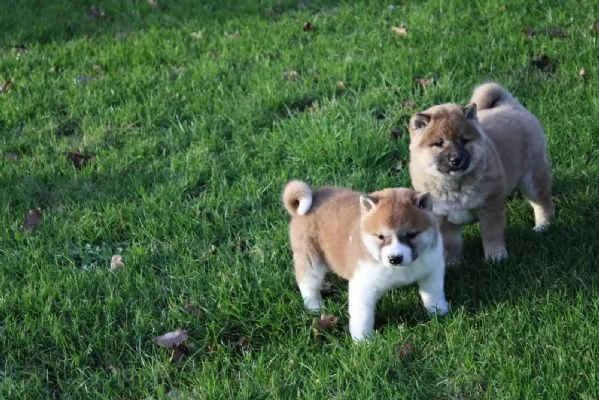 cuccioli di shiba inu maschi e femmine | Foto 0