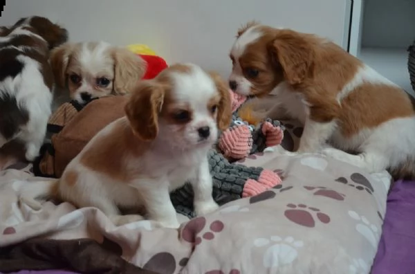 tenerissimi cuccioli di cavalier king charles spaniel | Foto 2