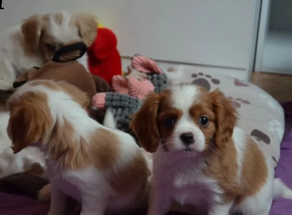 tenerissimi cuccioli di cavalier king charles spaniel | Foto 1