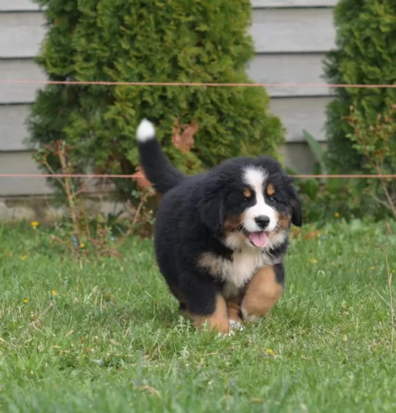 Meravigliosi cuccioli di Bovaro del Bernese