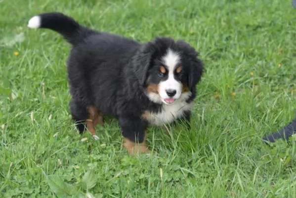 Meravigliosi cuccioli di Bovaro del Bernese | Foto 2