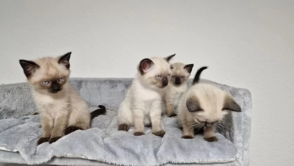 gatto siamese occhi azzurri