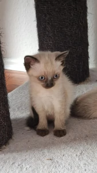 gatto siamese occhi azzurri | Foto 0