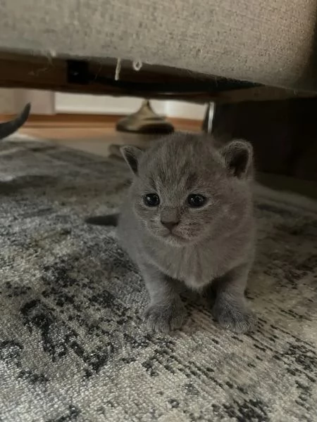 BELLISSIMI Gatti British shorthair | Foto 0