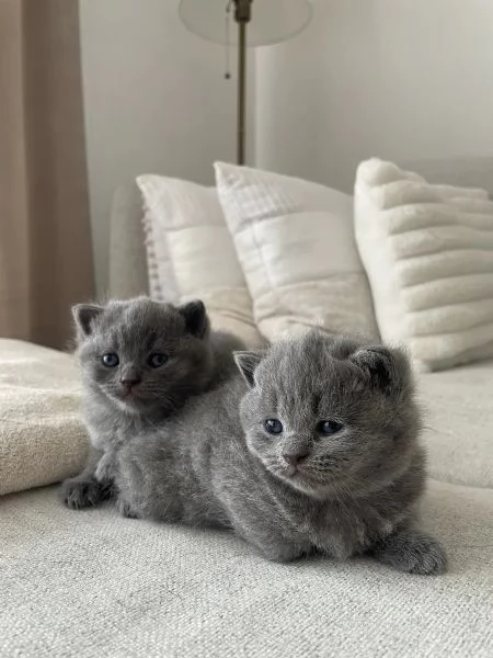 Due meravigliose British shorthair | Foto 1