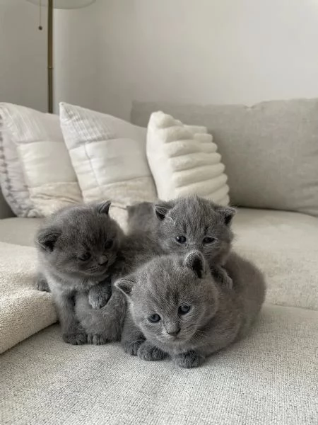 Due meravigliose British shorthair