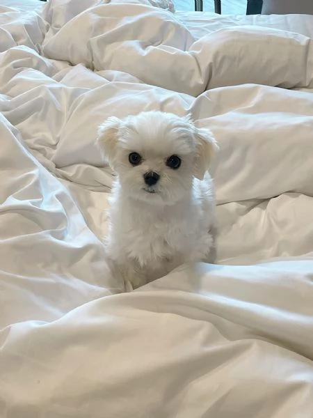 Bellissimi cuccioli maltesi in adozione | Foto 2