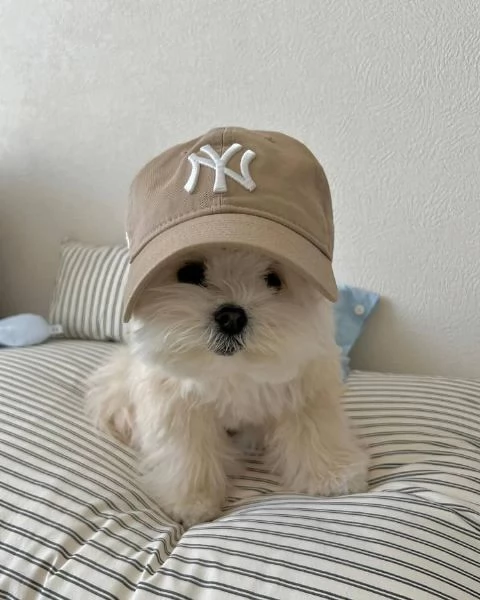 Bellissimi cuccioli maltesi in adozione | Foto 1