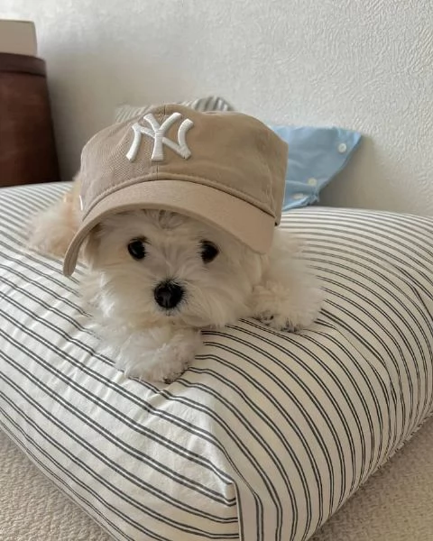 Bellissimi cuccioli maltesi in adozione