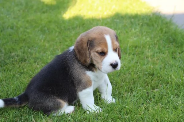 Cuccioli di Beagle cercano una casa amorevole | Foto 1