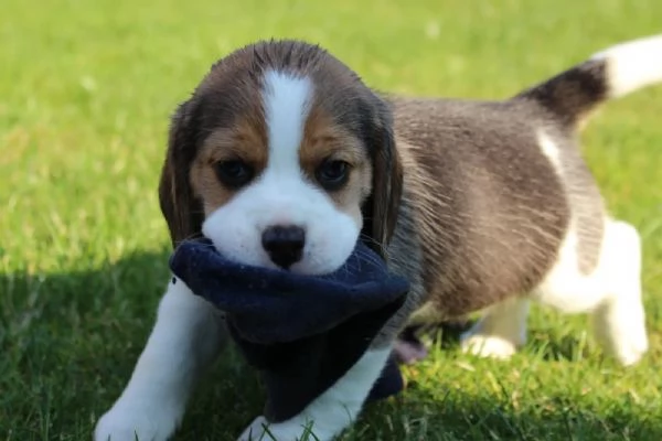 Cuccioli di Beagle cercano una casa amorevole | Foto 0