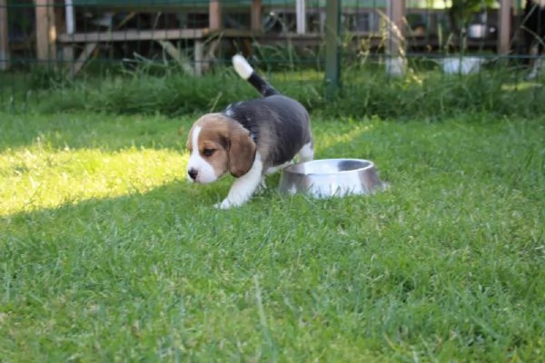 Cuccioli di Beagle cercano una casa amorevole