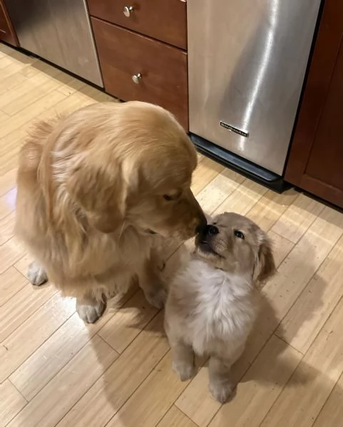 Cuccioli di Golden Retriever