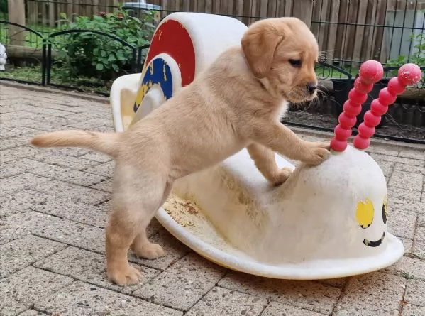 Cuccioli di Labrador Retriever con pedigree