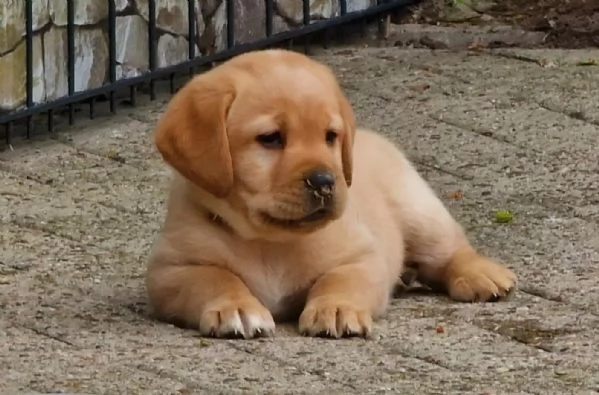 Cuccioli di Labrador Retriever con pedigree | Foto 0