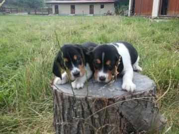 Cuccioli di Beagle in cattivit Cuccioli di Beagle in cattivit | Foto 0